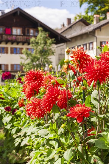 Red dahlias