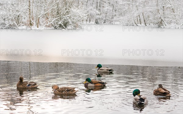 A group of mallards