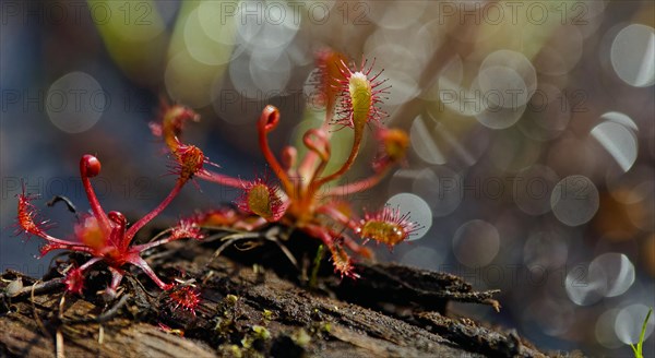 Sundew