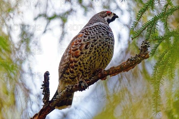 Hazel Grouse