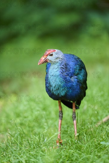 Western swamphen