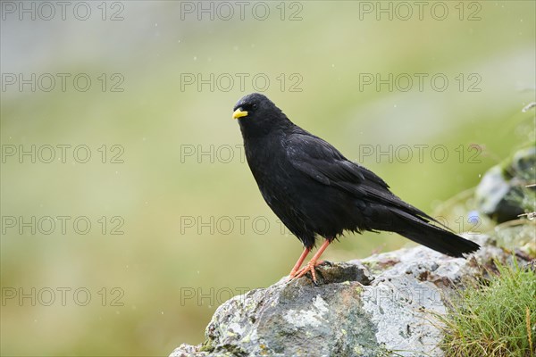 Yellow-billed chough