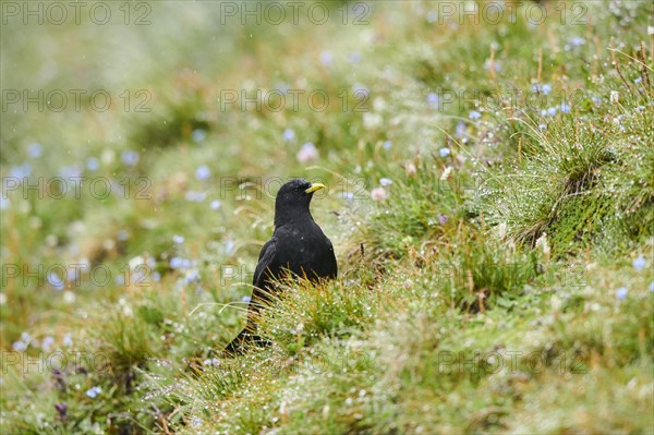 Yellow-billed chough