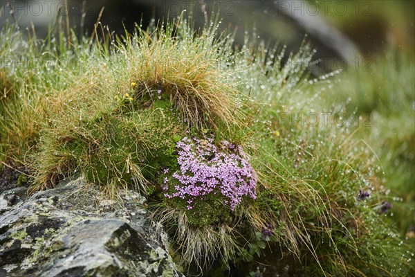 Moss campion