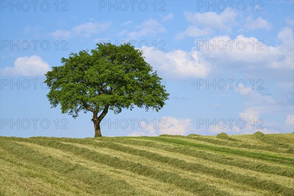 Single oak tree on a mown meadow under a blue sky with scattered clouds