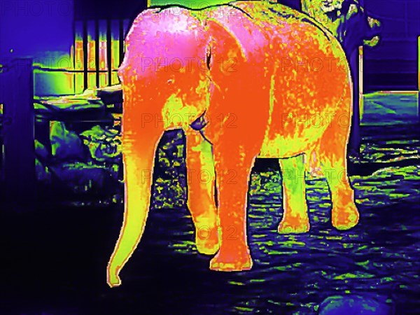 Elephant in the zoo