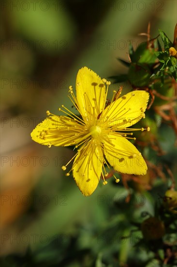 Common st john's wort