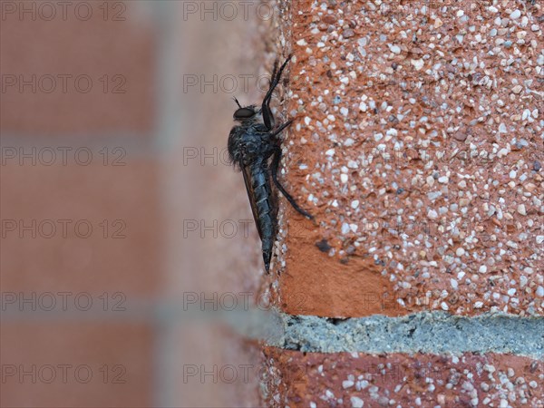 Robber fly