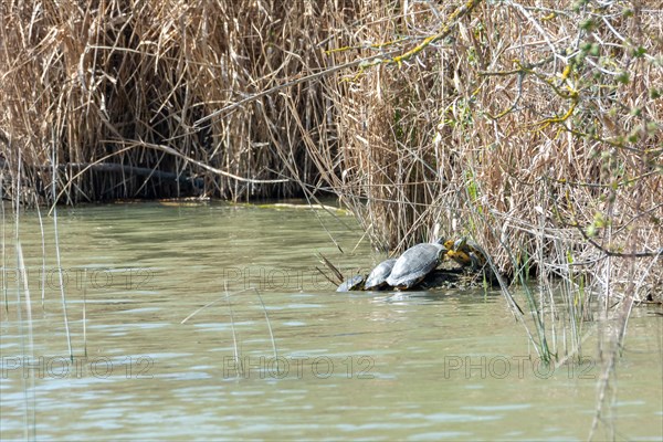 Red-eared turtles