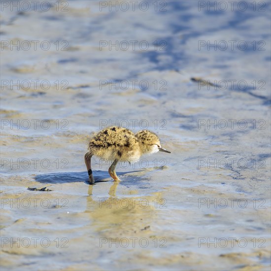 Baby black-winged Stilt