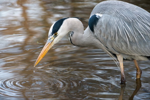 Grey Heron or Great Egret