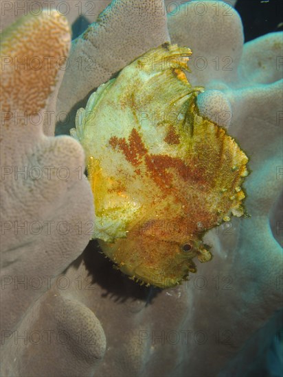 Yellow leaf scorpionfish