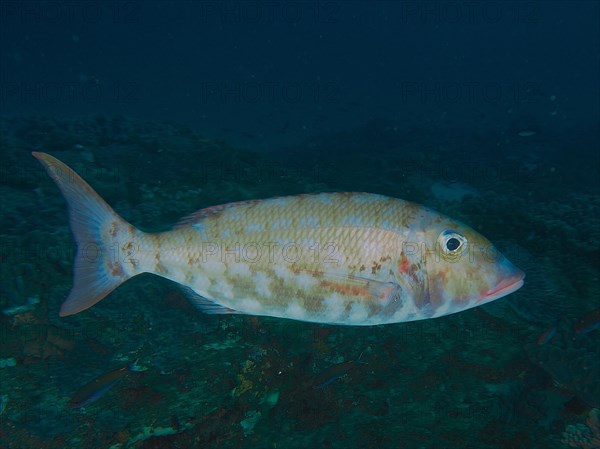 Cheek patch snapper