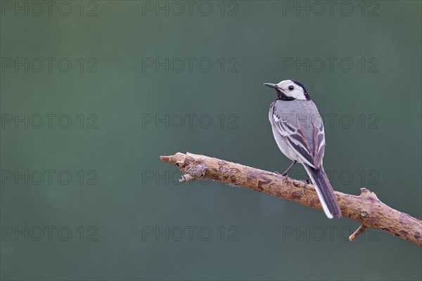 White wagtail