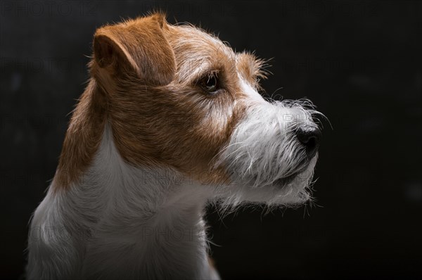 Purebred Jack Russell is lying on a pedestal in the studio and looking at the camera.