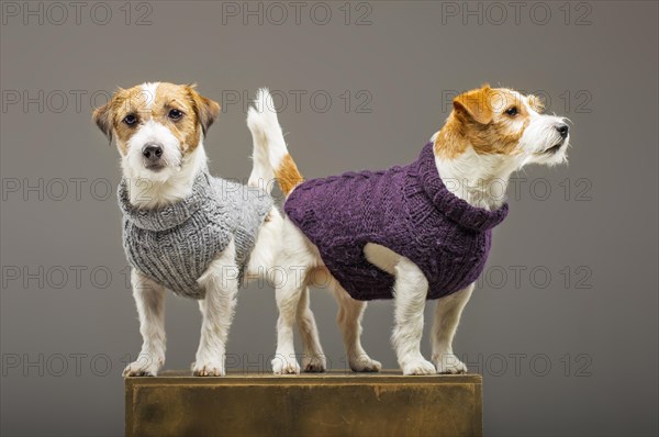 Two charming Jack Russell posing in the studio in warm sweaters.
