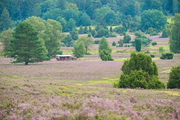 Carriage with cold-blooded horses