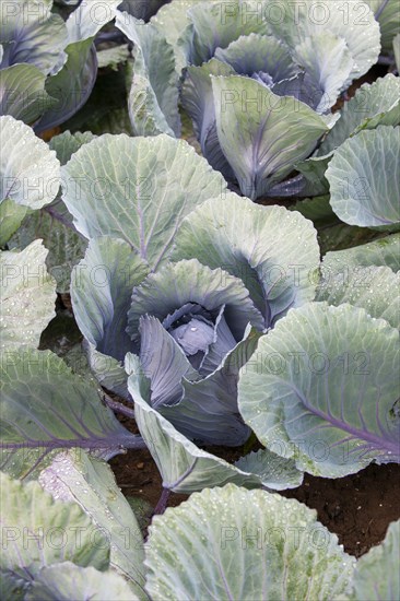 White cabbage