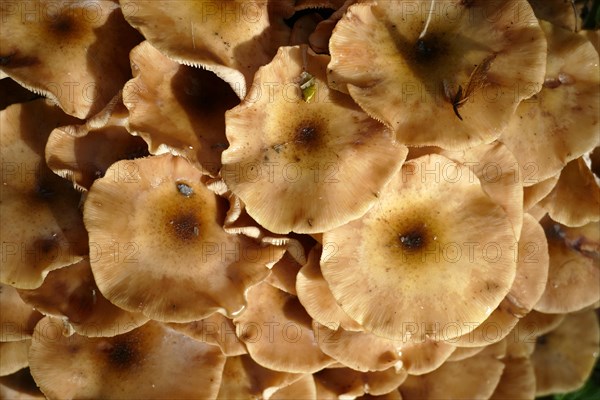 Ringless honey fungus