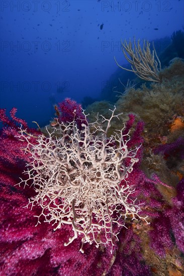 Mediterranean basket star