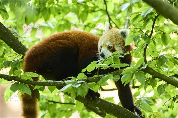 Red panda