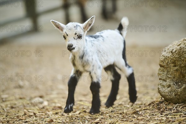 Domestic goat