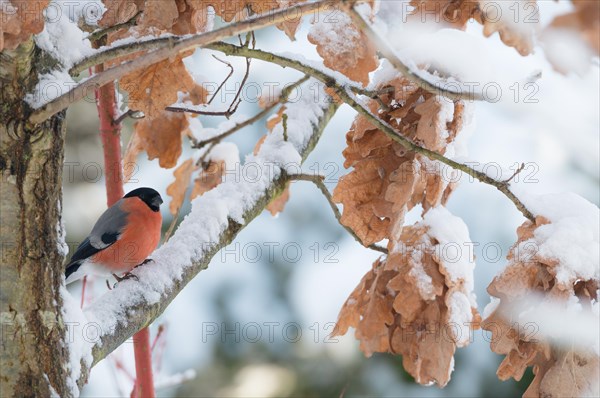 A bullfinch or eurasian bullfinch