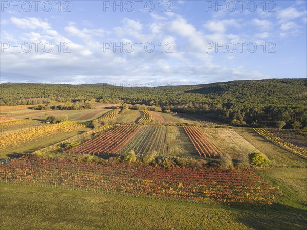 Aerial view of autumn vineyards