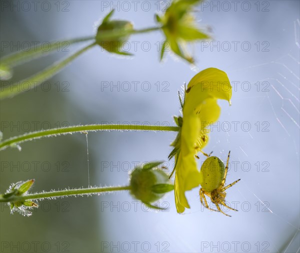 Yellow flower and spider in a web