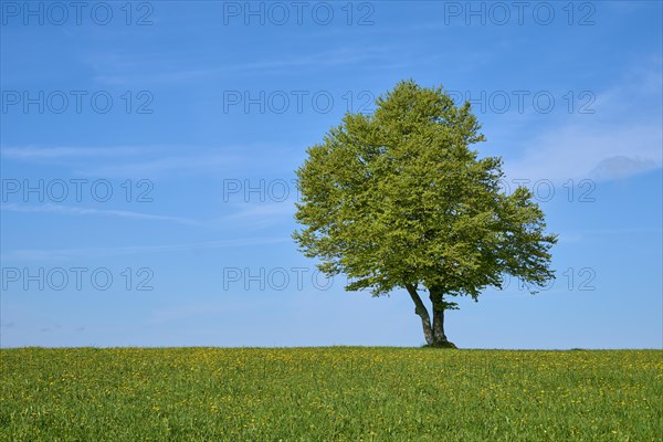 Wind beech in dandelion meadow in spring