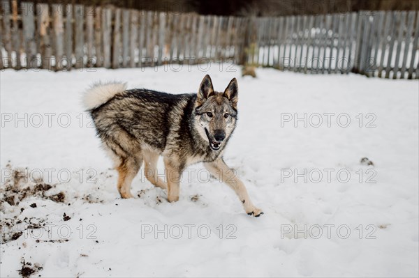 Siberian husky on a walk on a winter day in an animal shelter