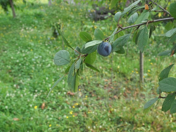 Prune fruit food