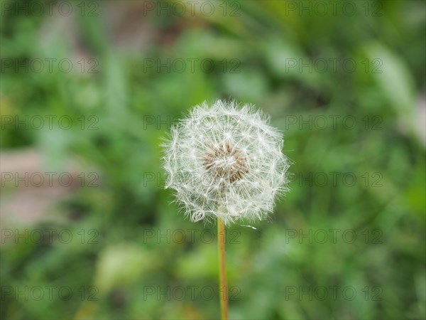 Dandelion