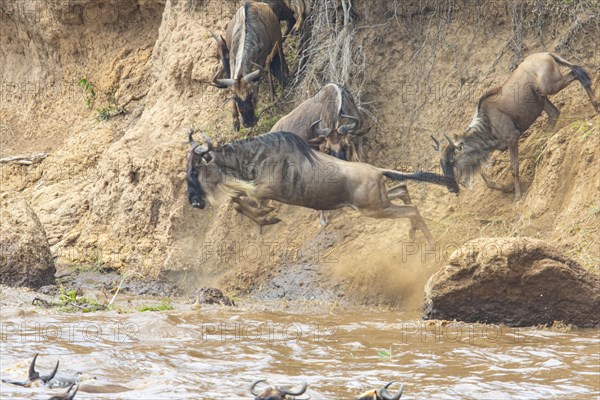 Wildebeest