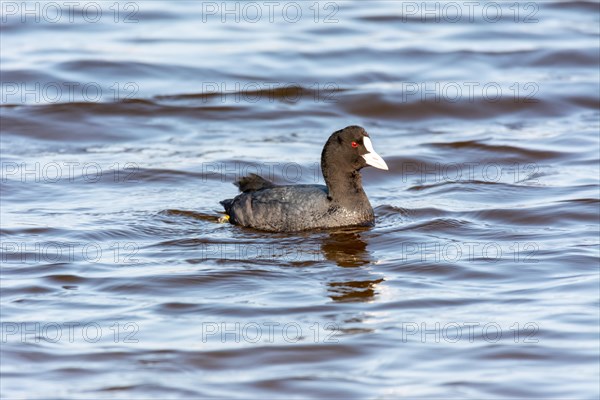 Common coot