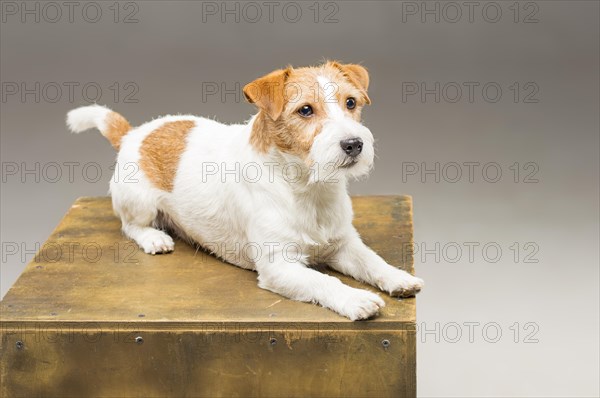 Purebred Jack Russell posing in the studio and looking at the camera.