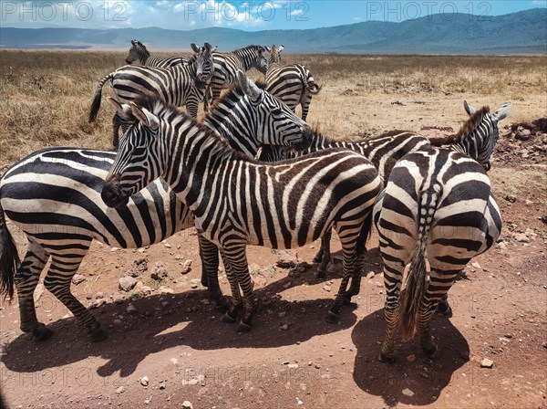 A herd of zebras congregating on the African savanna