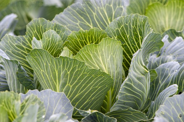 White cabbage