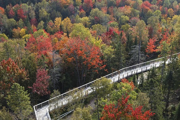 Tree top walkway in autumn