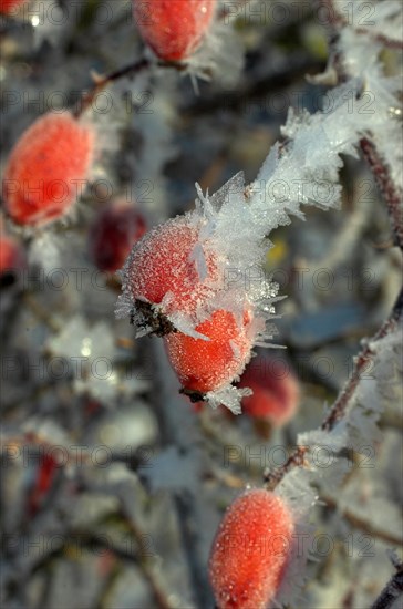 Rosehip fruit of the dog rose