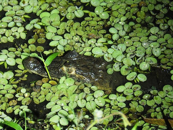 Spectacled caiman