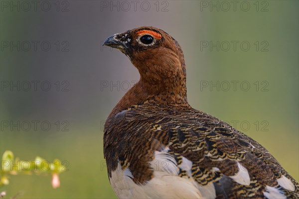 Willow ptarmigan