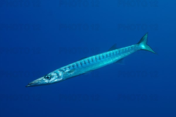 Barracuda