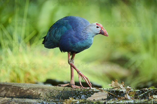 Western swamphen