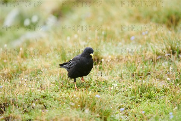 Yellow-billed chough