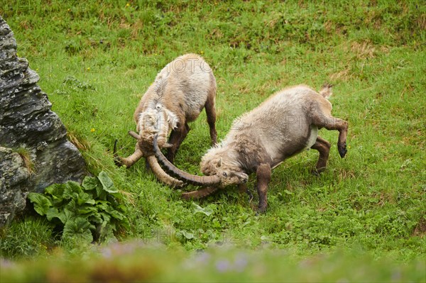 Alpine ibex