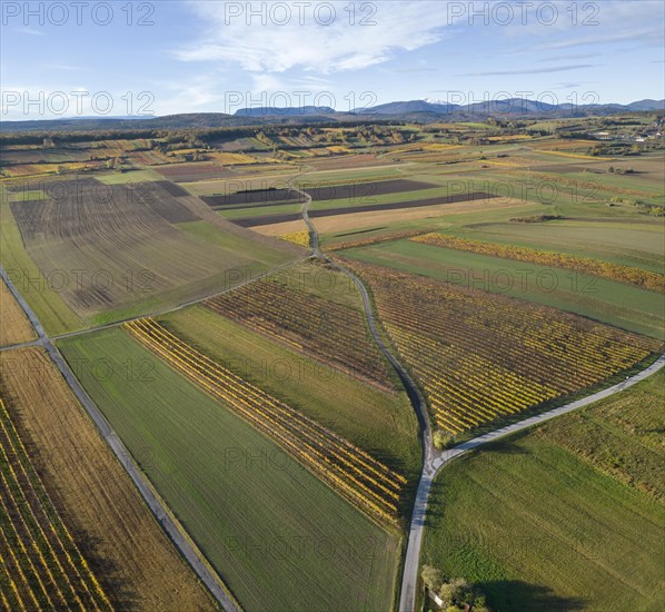 Aerial view of autumn vineyards