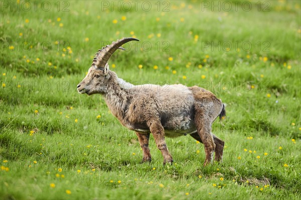 Alpine ibex