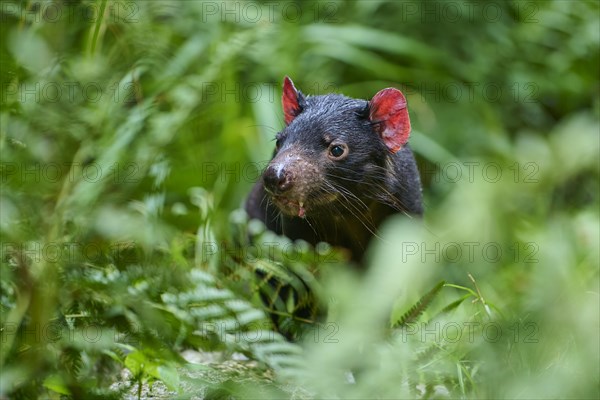 Tasmanian devil