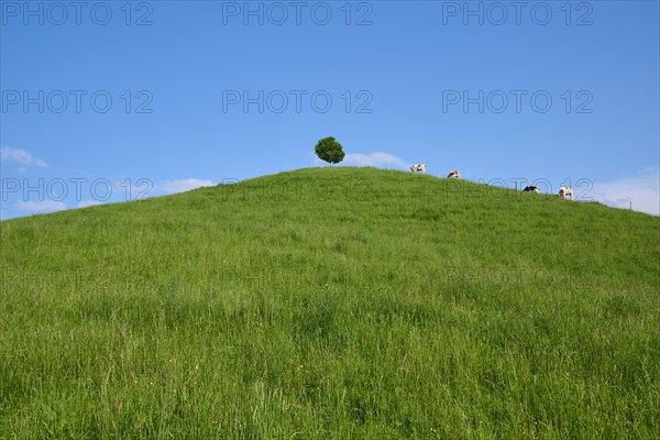 Cows grazing on a green hill under a single linden tree on a sunny day with blue sky
